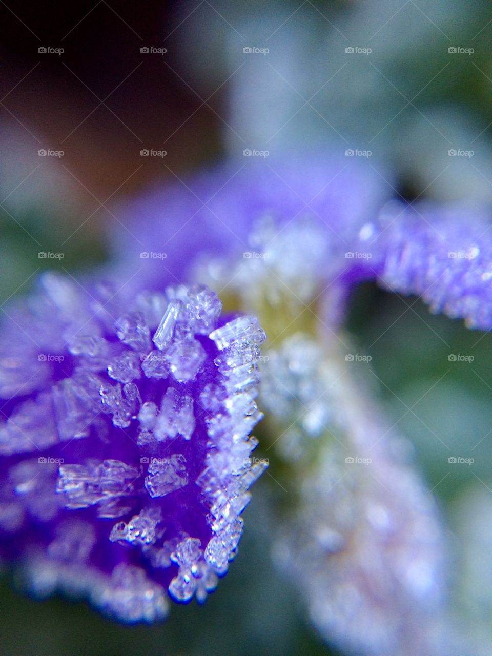 Tiny Aubritia flower covered in a heavy January frost ...