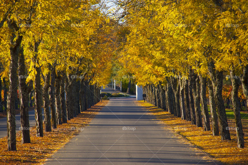 THE AUTUMN AT NAPPA VALLEY CALIFORNIA USA