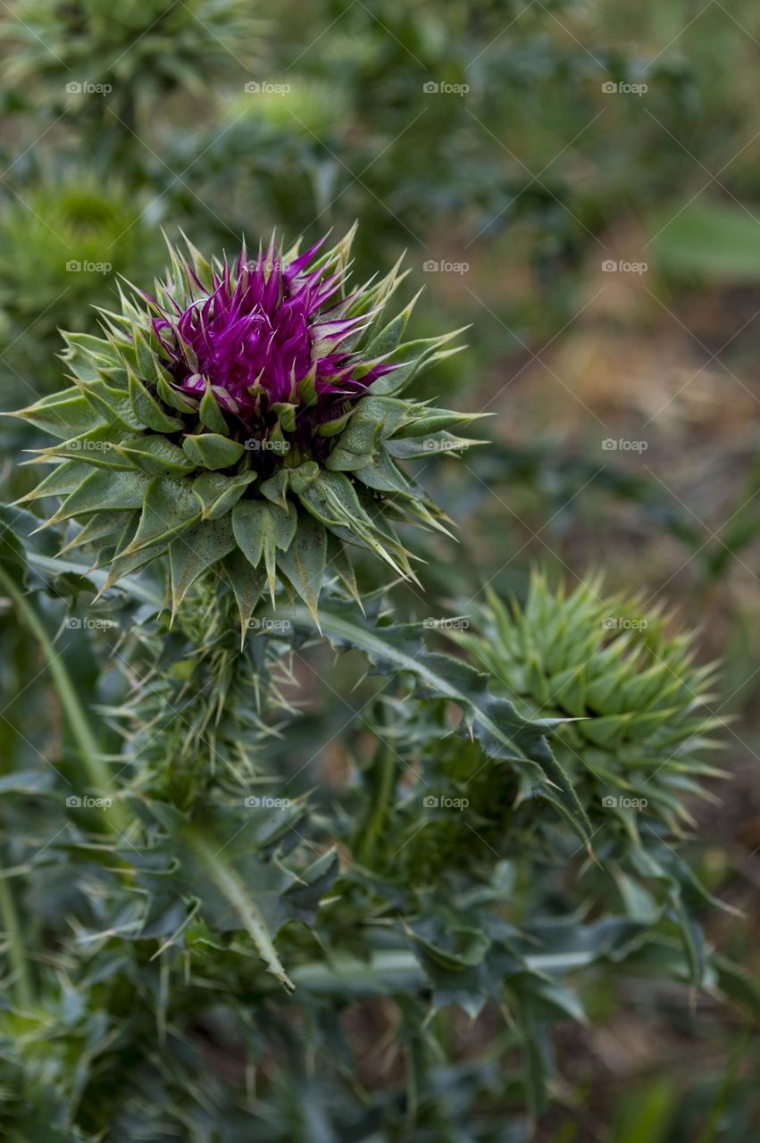 Thistle