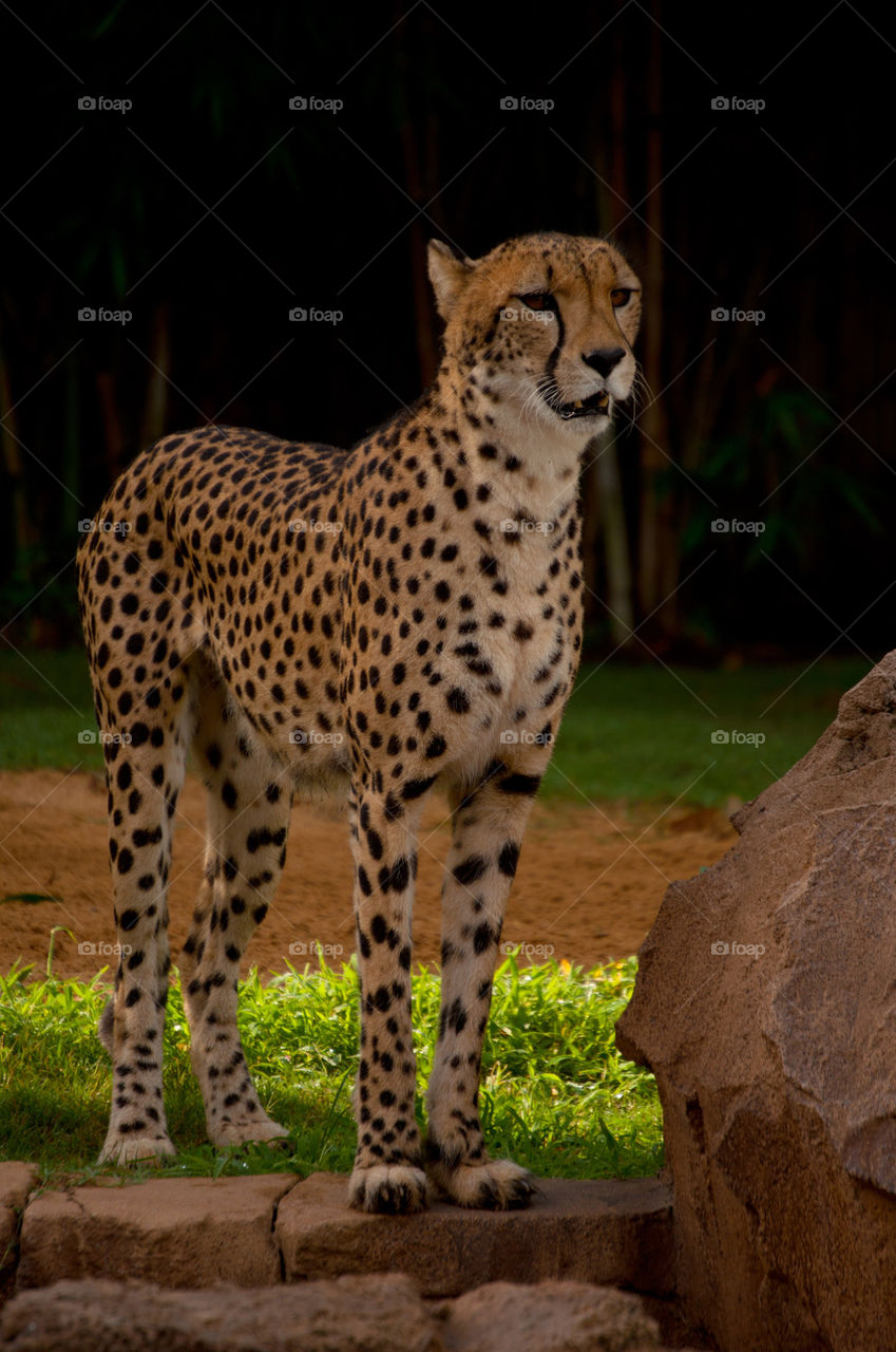 Cheetah hunt