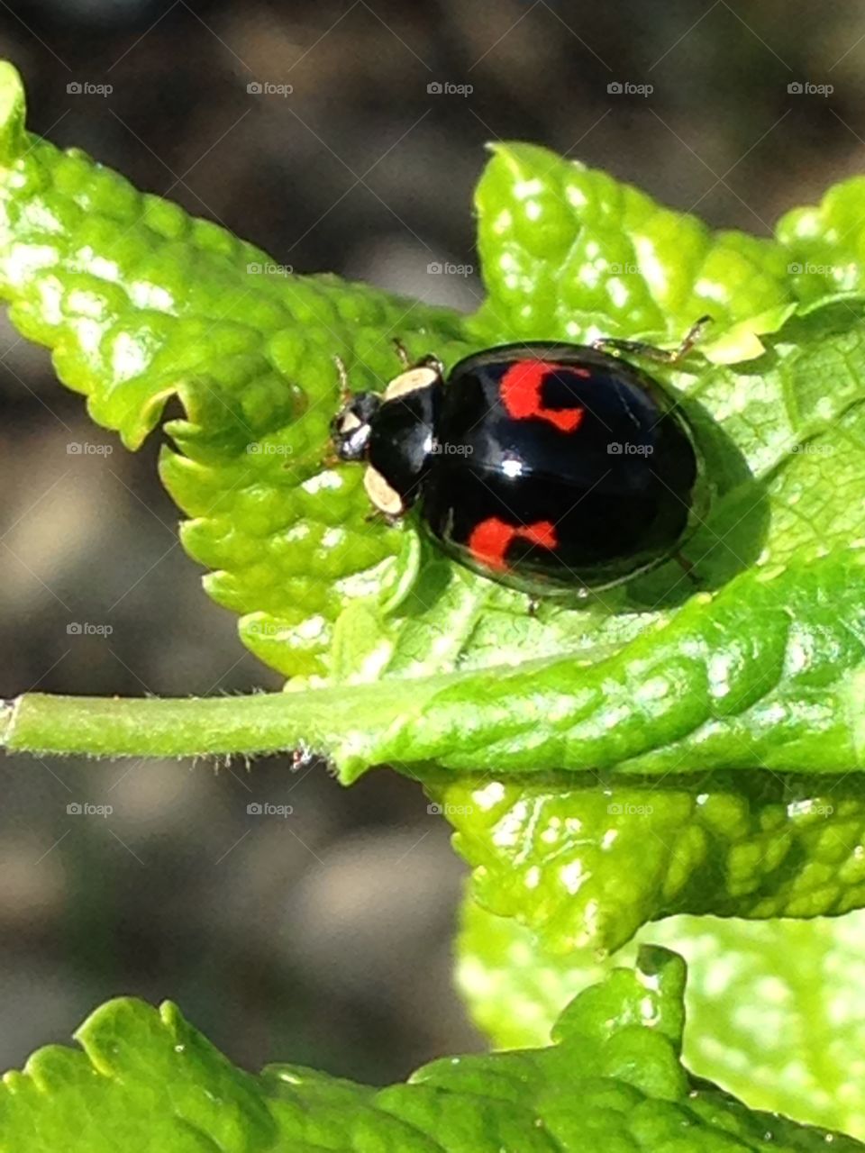 Ladybug