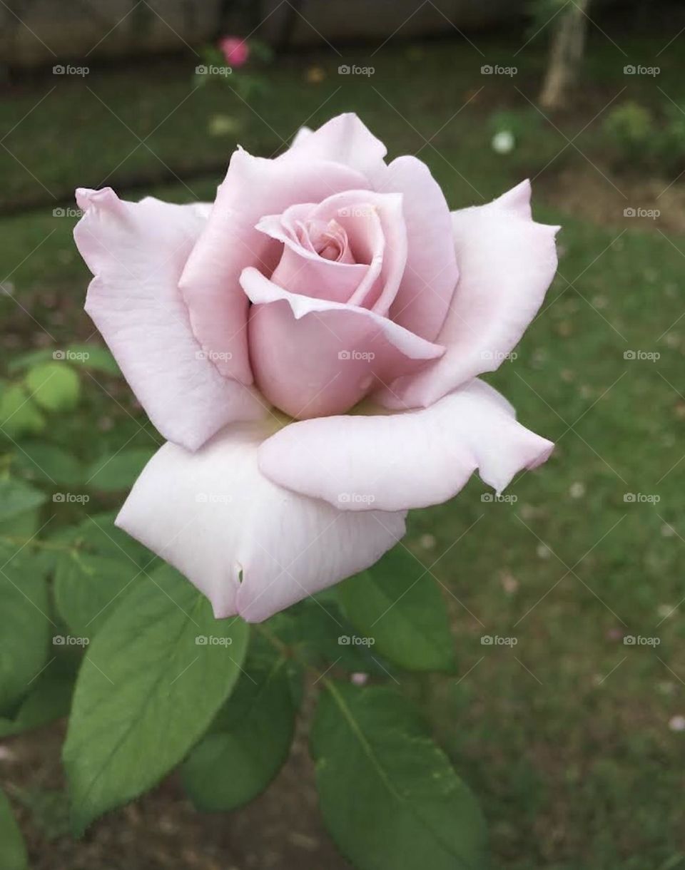 🌹 🇺🇸 Very beautiful flowers to brighten our day.  Live nature and its beauty. Did you like the delicate petals? / 🇧🇷 Flores muito bonitas para alegrar nosso dia. Viva a natureza e sua beleza. Gostaram das pétalas delicadas? 