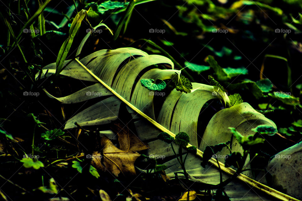 feather in the grass