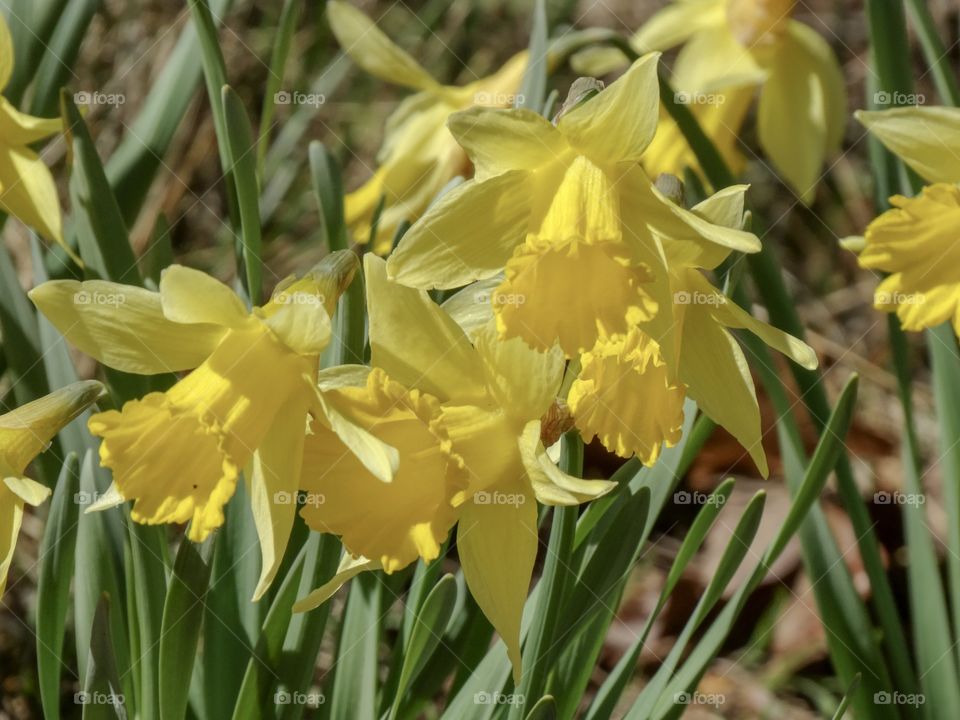 Daffodils