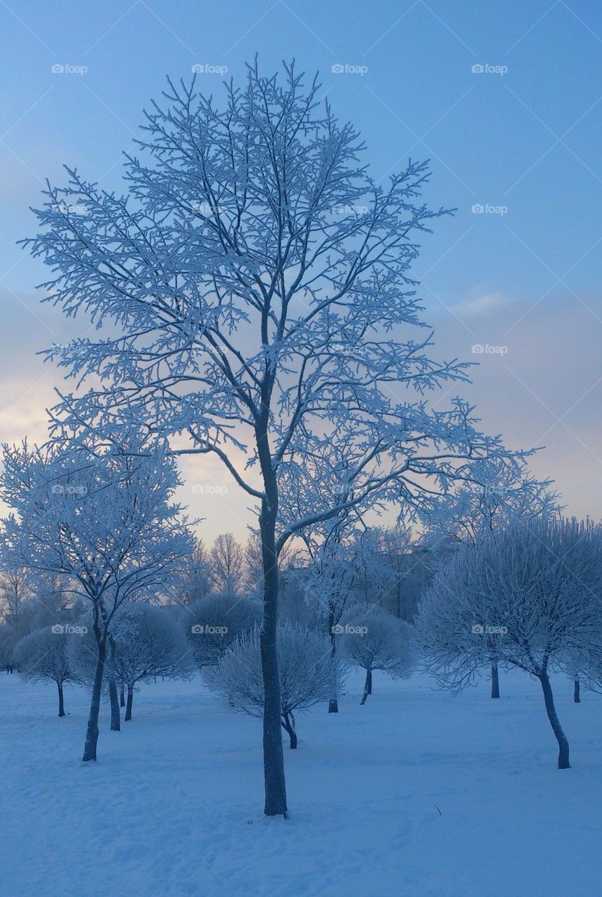 Winter forest ❄️ Sunset ❄️ Wonderful day💙🤍