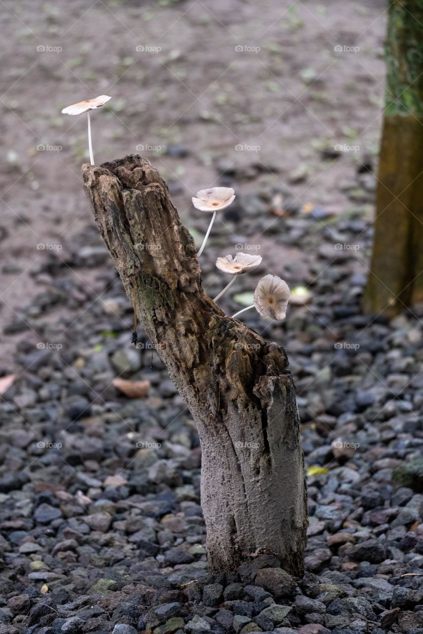mushrooms growing on rotting wood