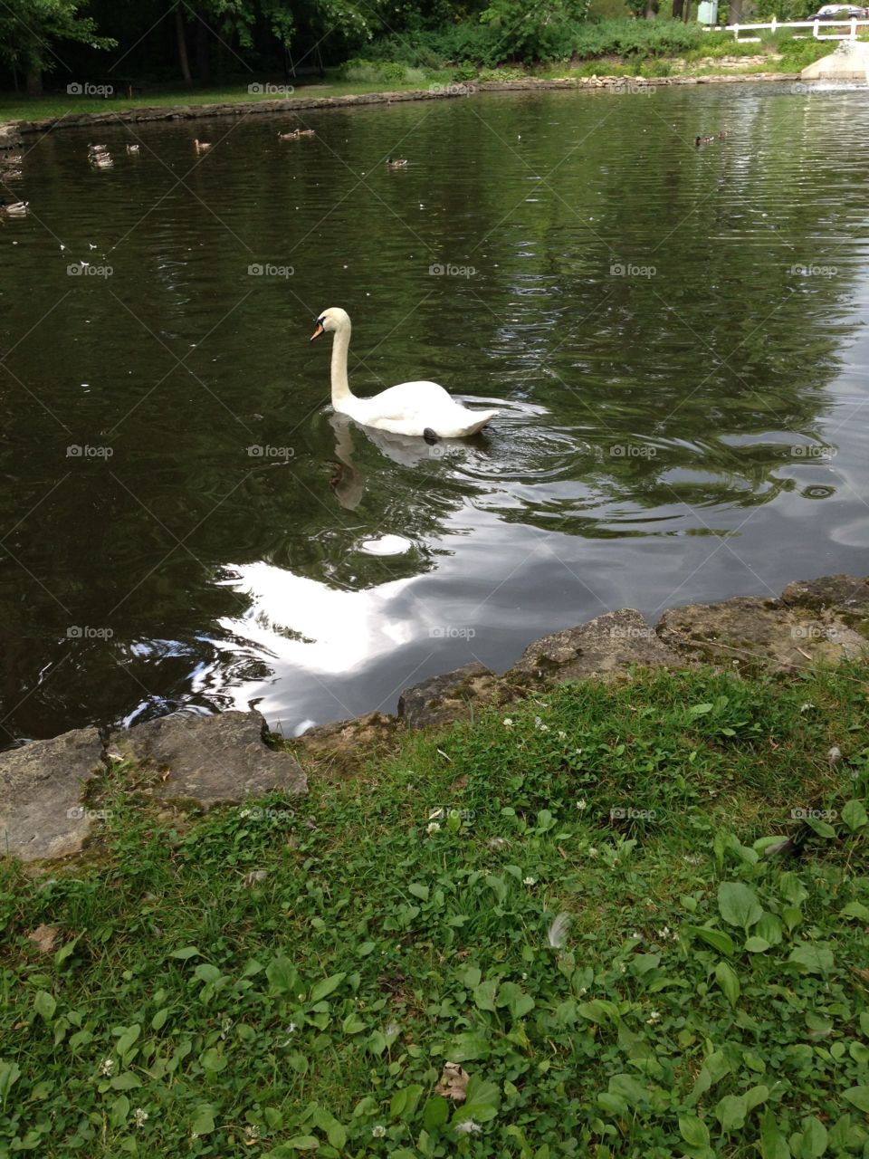 Swan Away with me. 