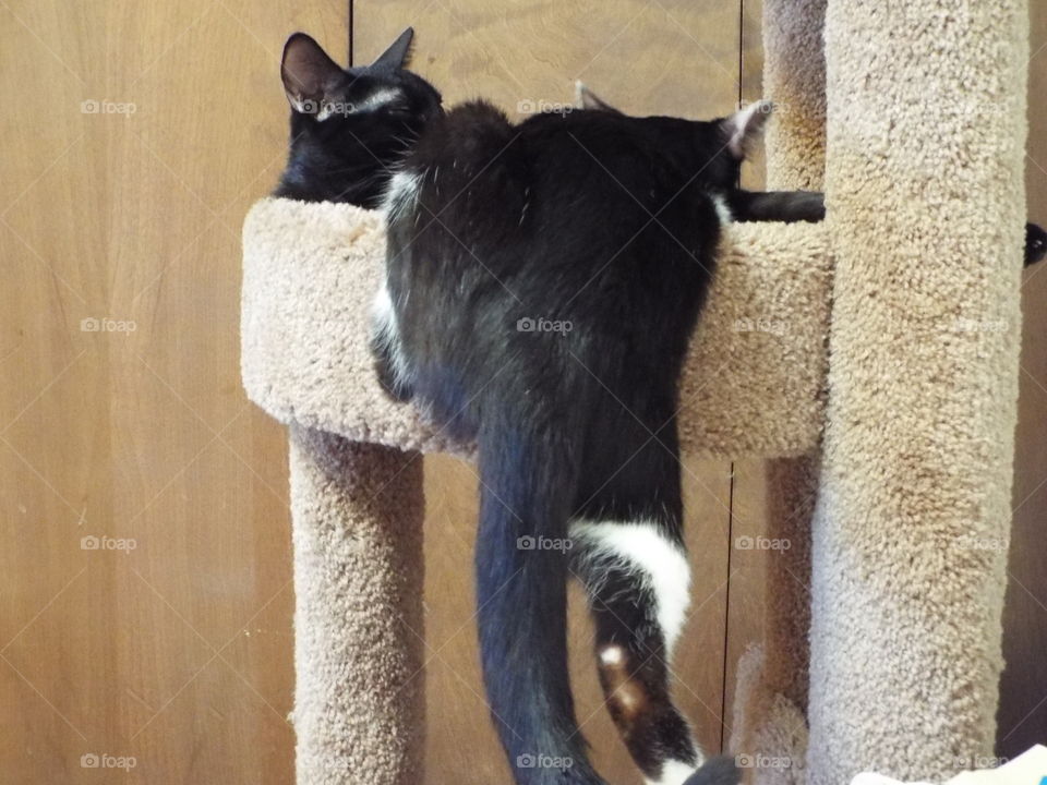 mama cat feeding  older kitten