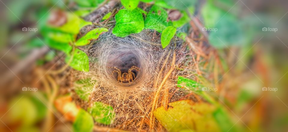 the beauty of nature