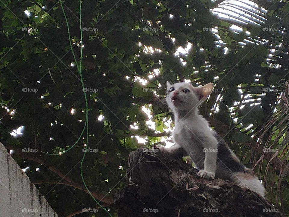 Little kitten roaring like a symba on wild jungly tree