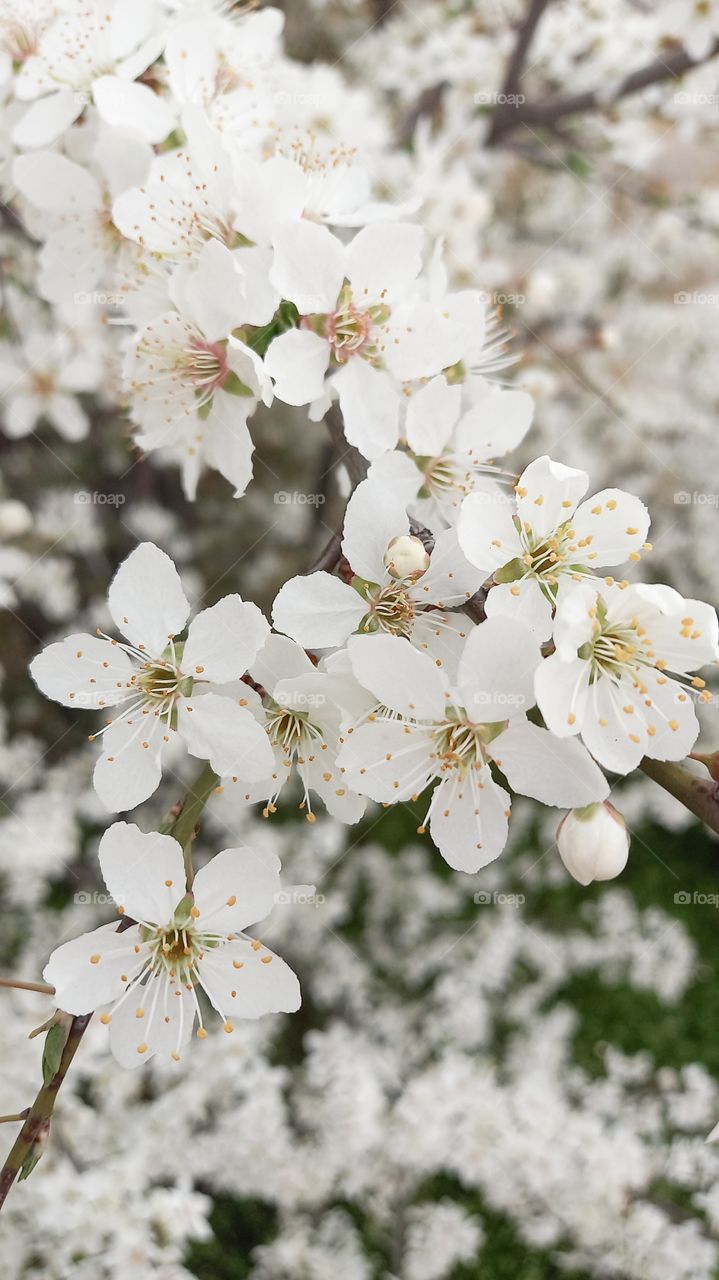 white flowers