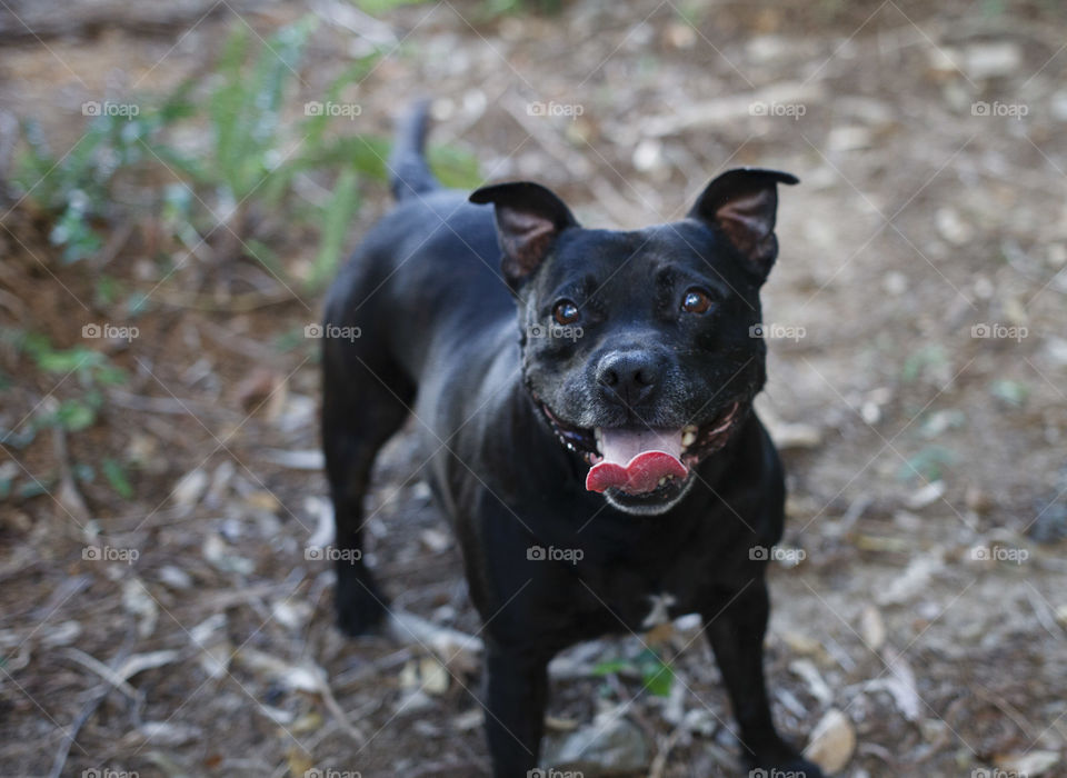 Smiling Staffy