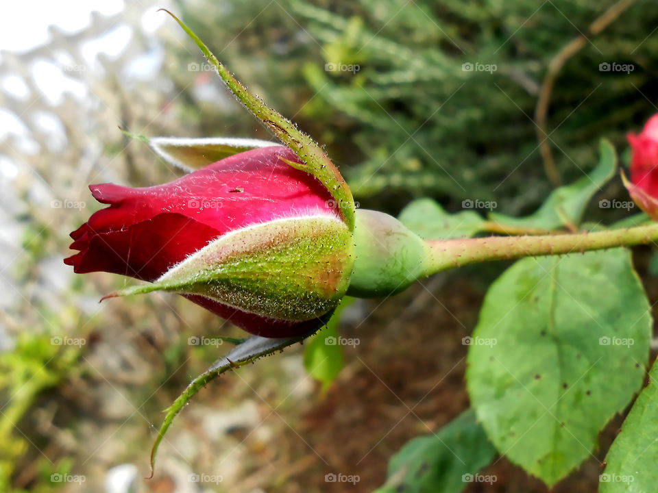 Beautiful Rose Bud