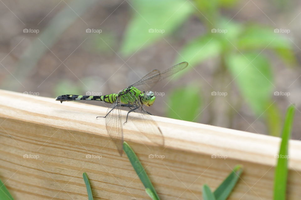 Caballito verde, naturaleza, plantas insecto photography 