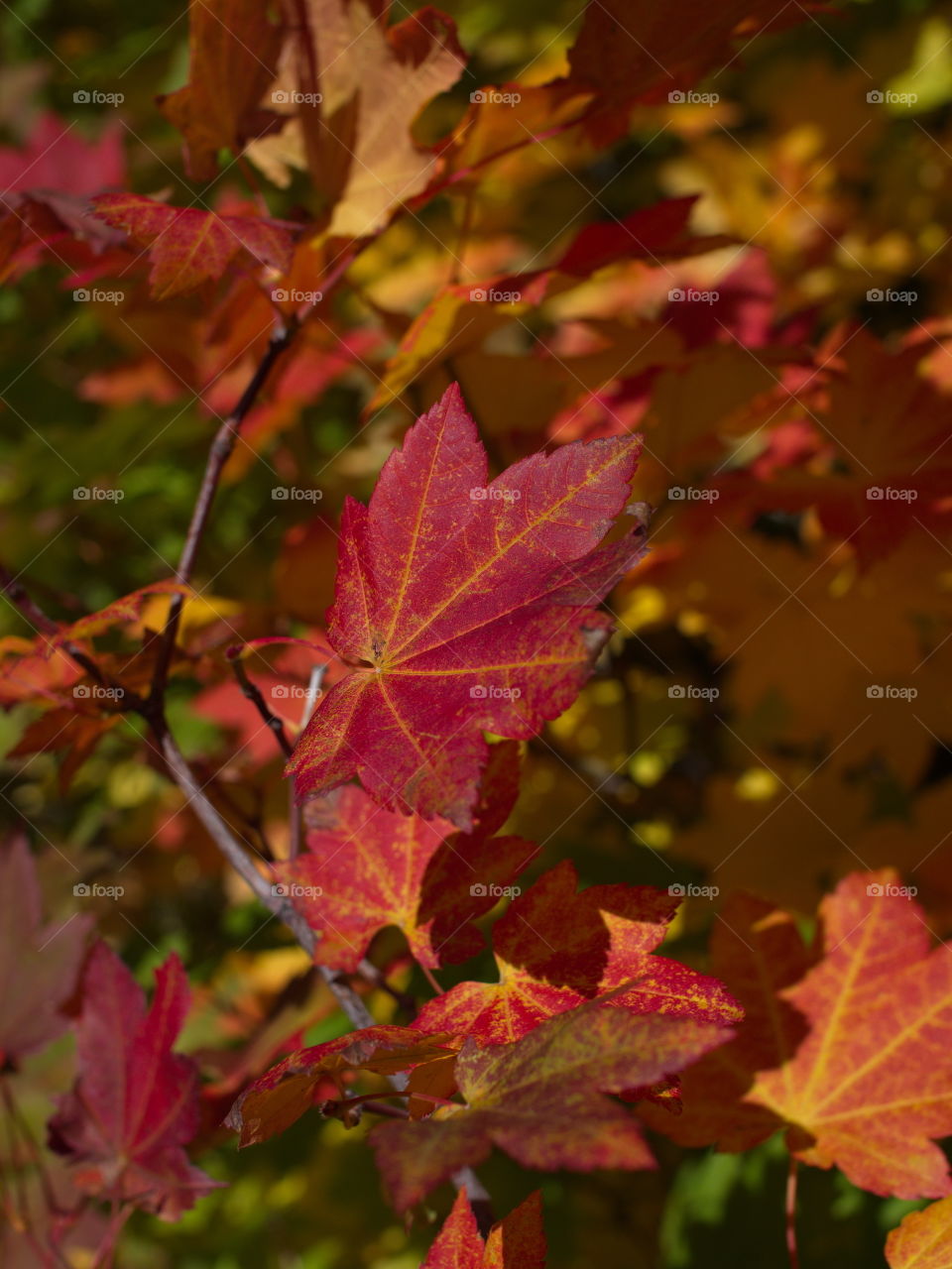 Brilliant maple leaves in their fall colors of red, orange, yellow, gold, and green on a sunny day in the mountains of Western Oregon.