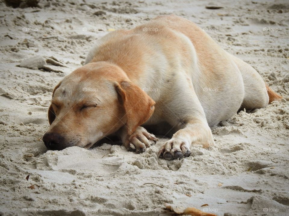 Lazy dog on the beach 