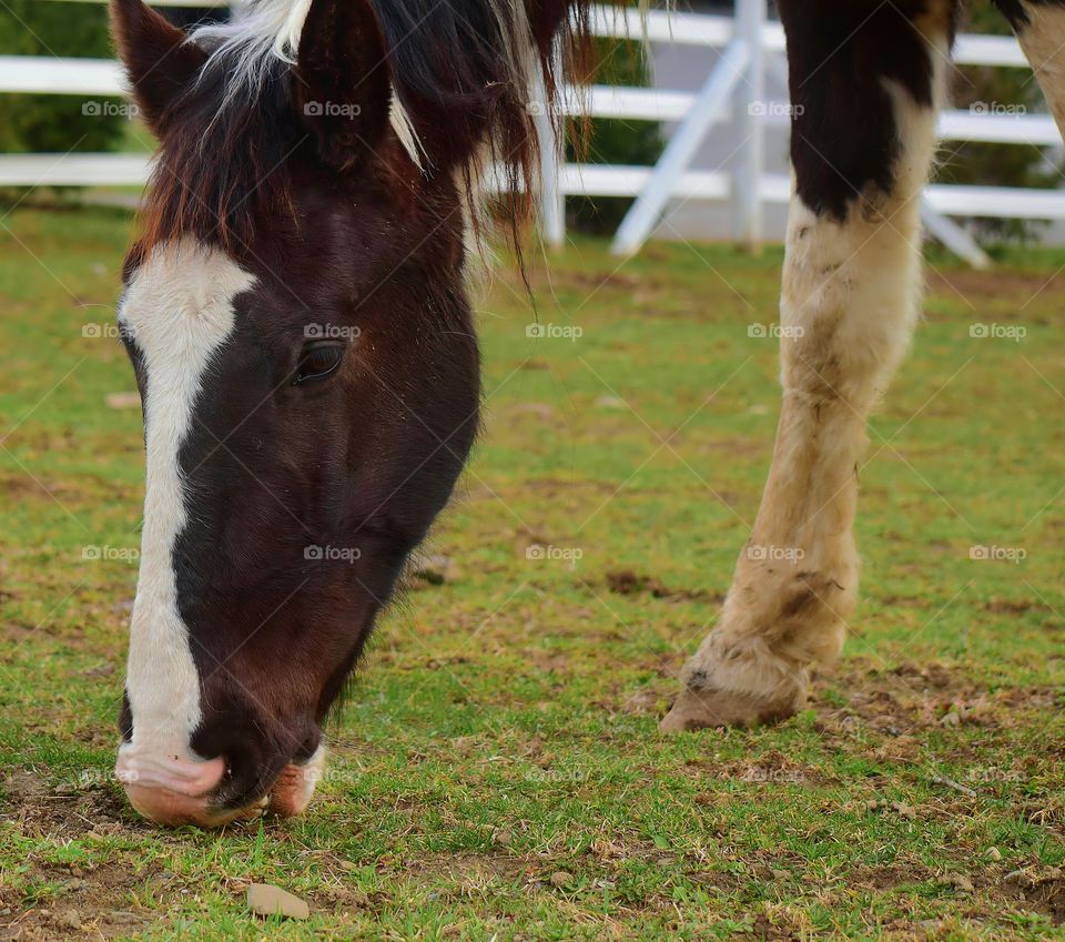 Close-up of horse grazing in grass