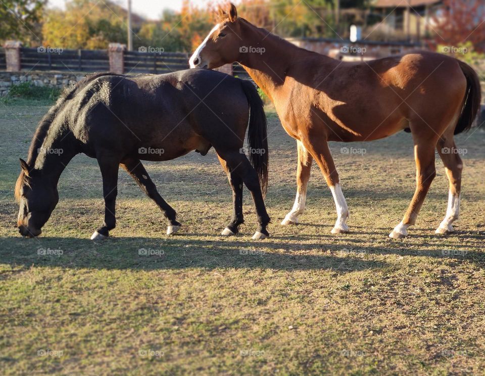 Lovely horses couple in the autumn afternoon