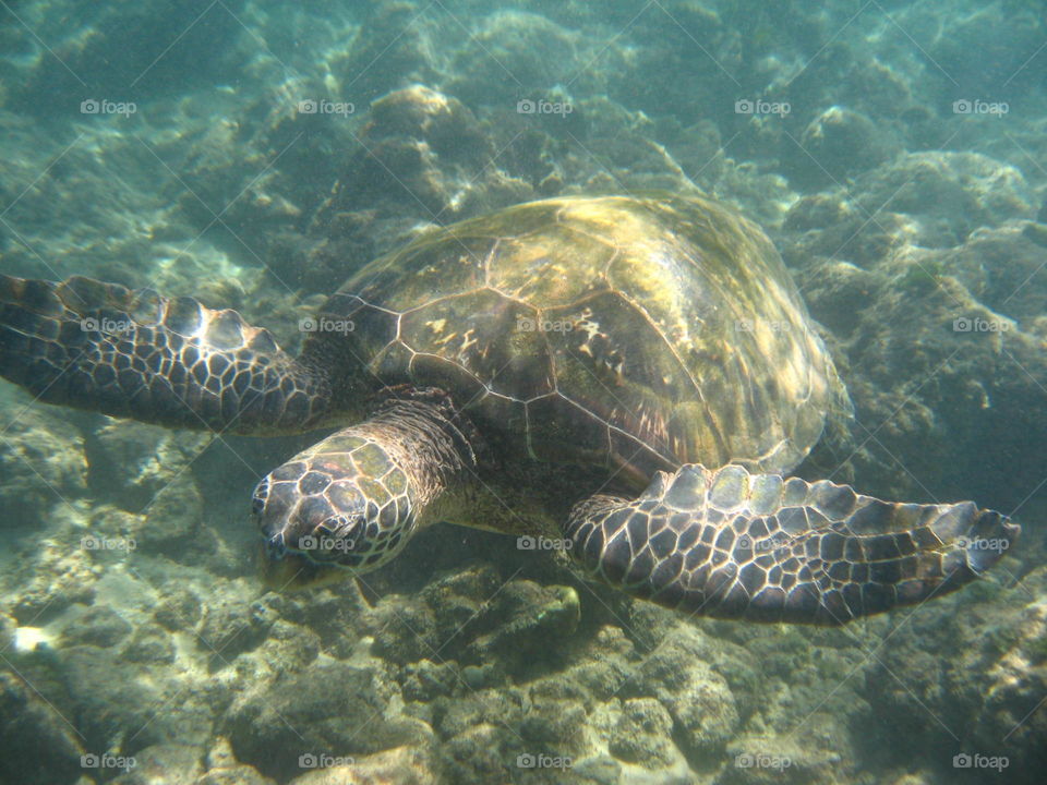 Sea Turtle Swim