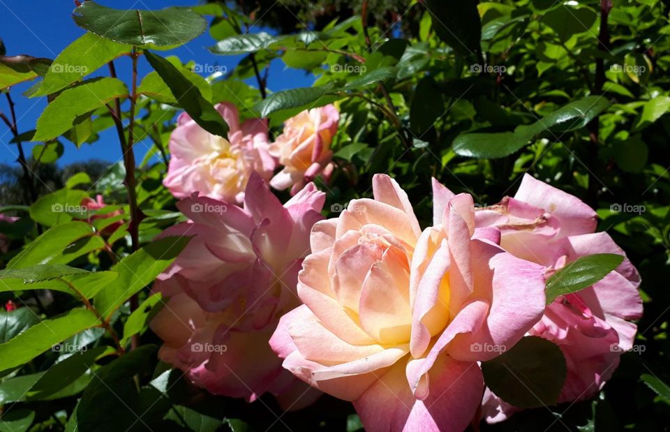 my first rose bloomed