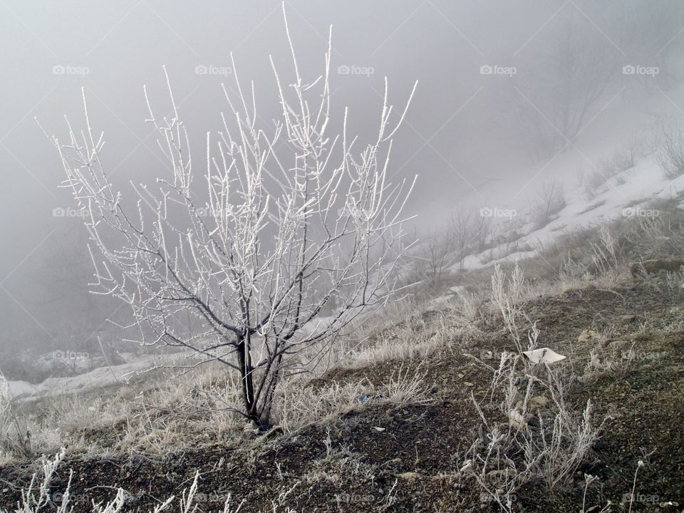 lonely bush in the mountains in winter in a fog