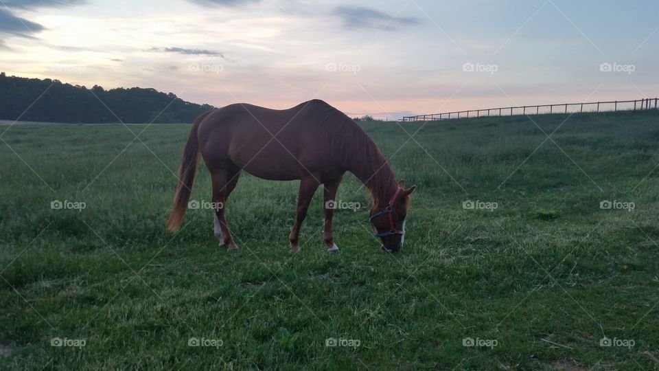 Early morning grazing. I visit my horse every morning and enjoy my coffee