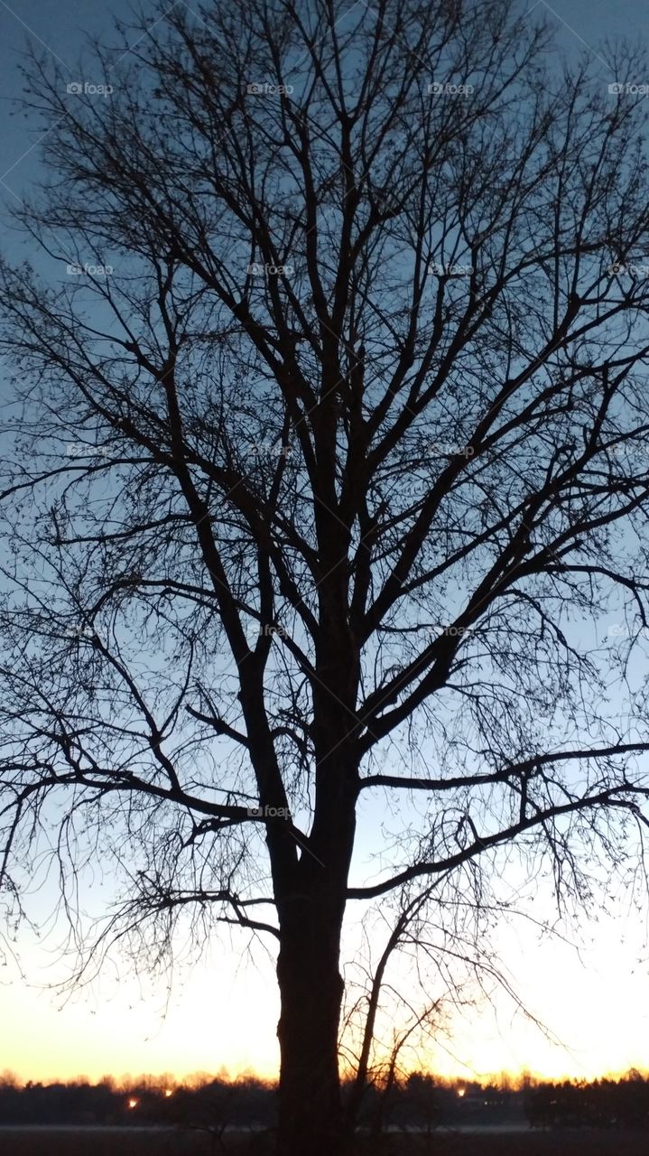 Lone tree at dawn standing on the edge of a farmer's field in Sikeston, Missouri