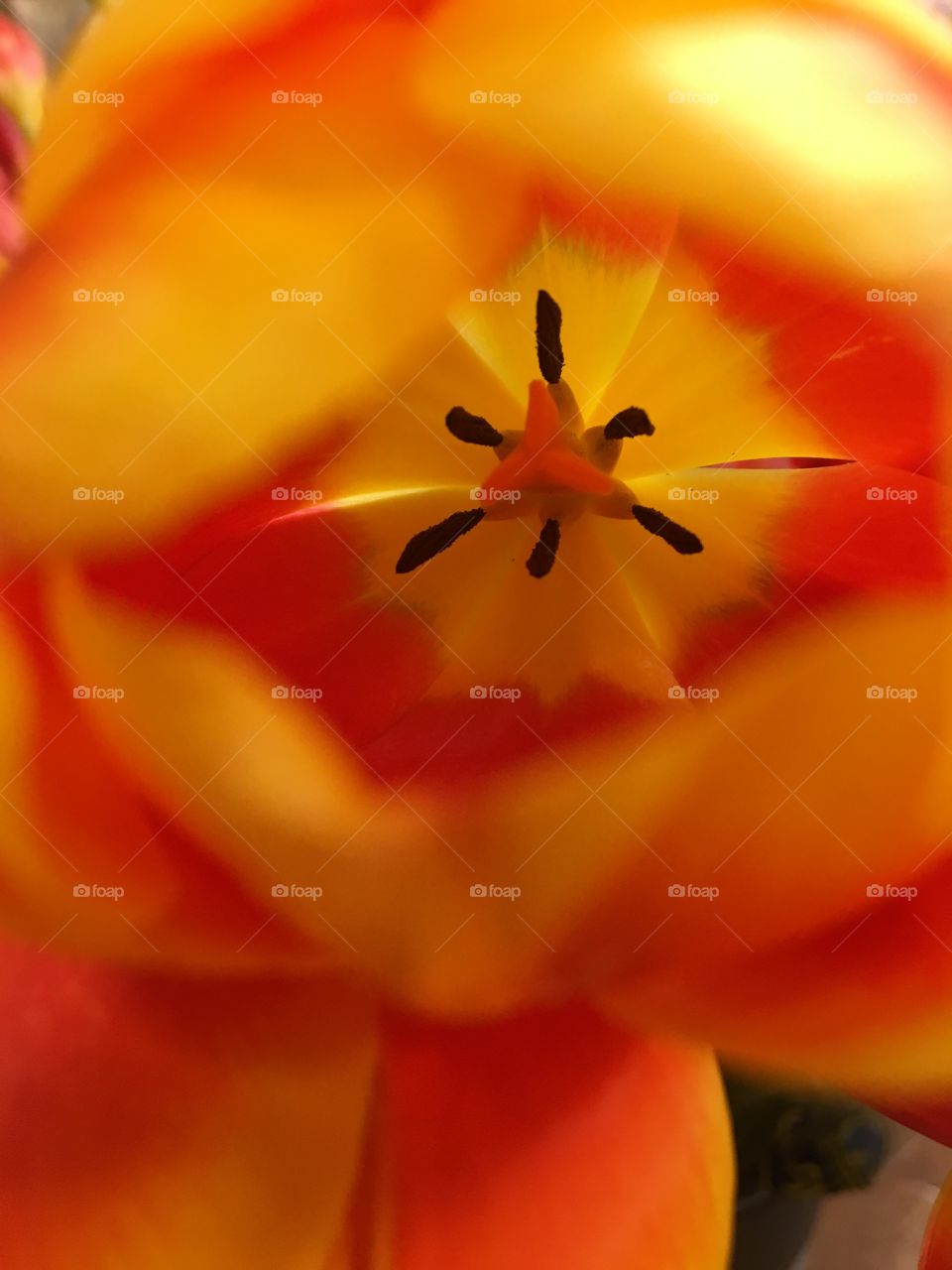 Close-up of flower