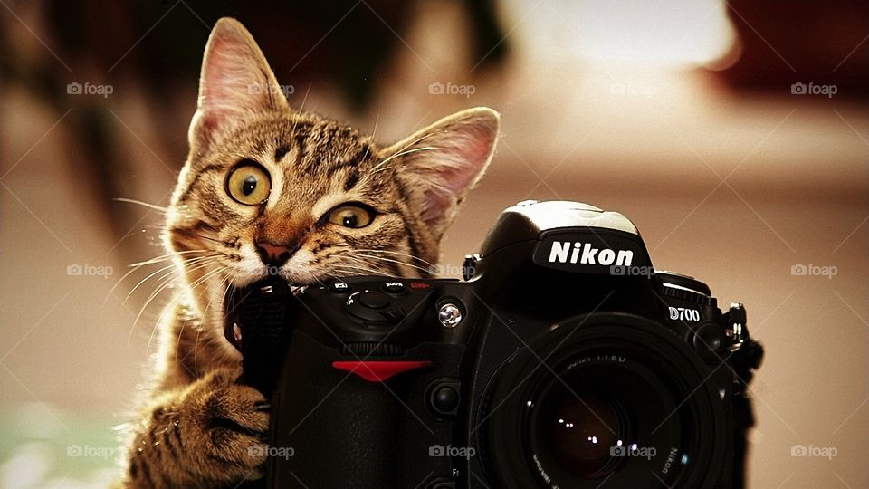 cat crazy muerte my cámara