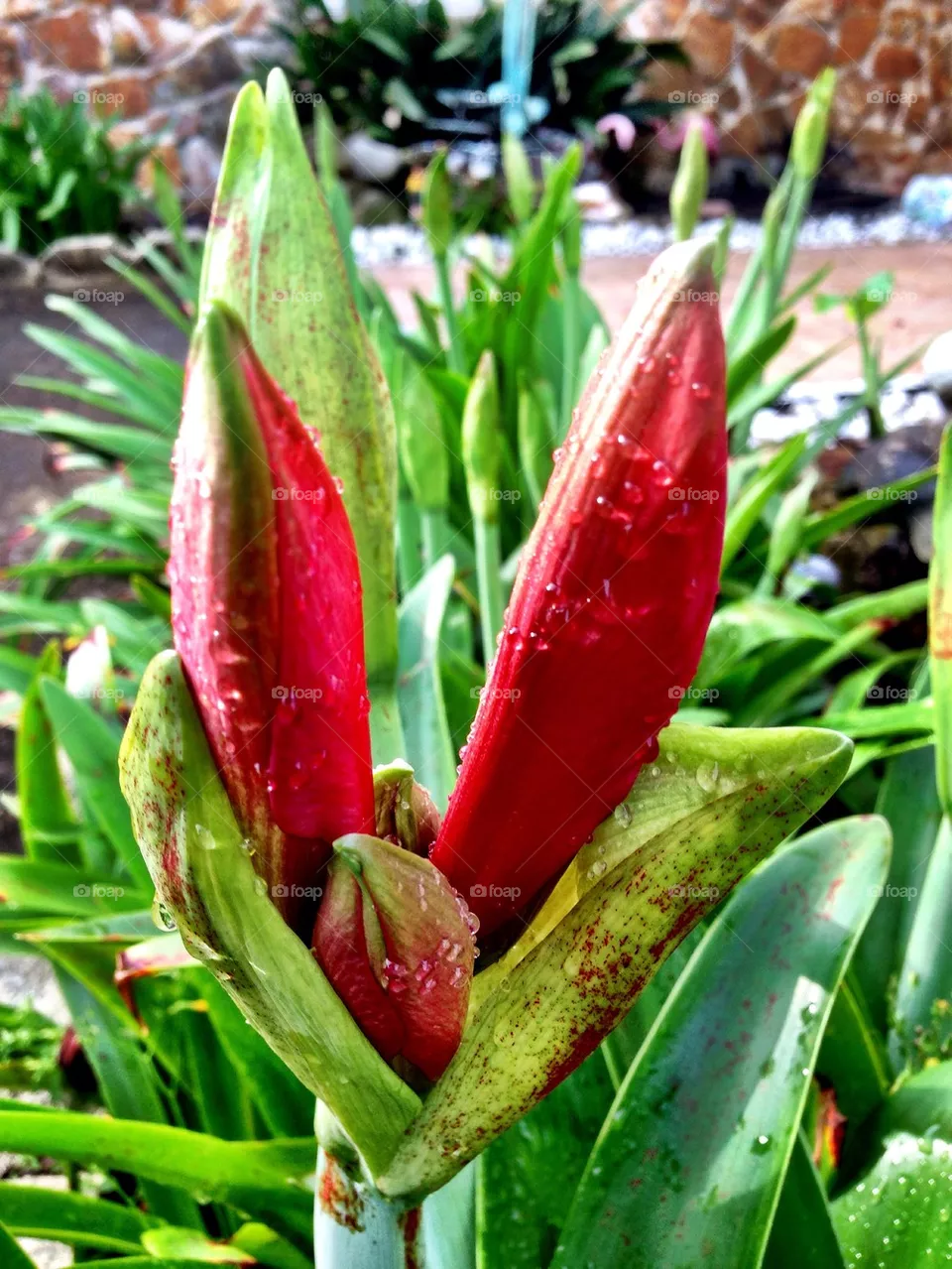 nature