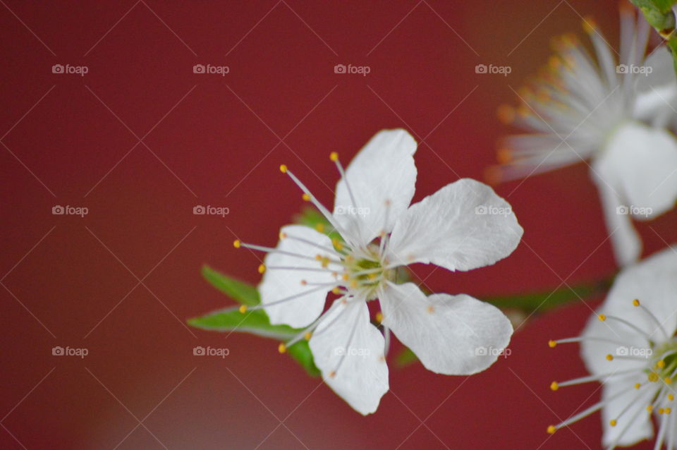 flower in macro