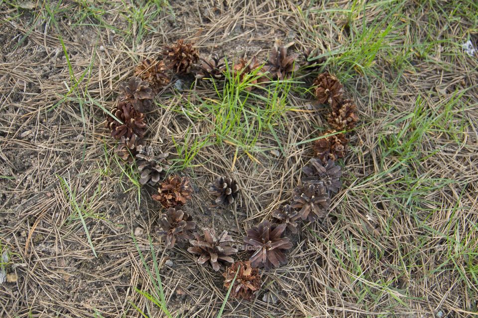 Spring flowering of trees and flowers on a sunny day in spring.