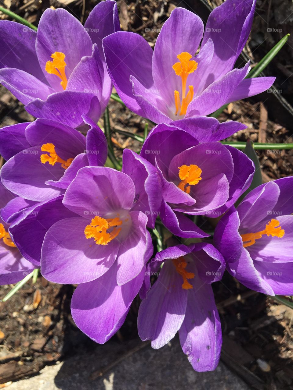 Purple crocus
