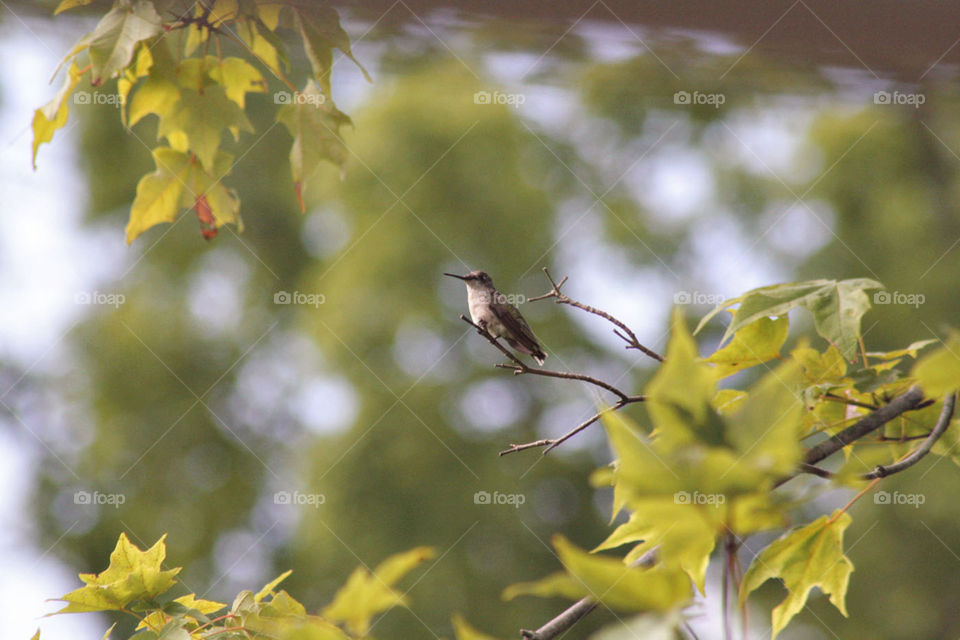 Hummingbirds