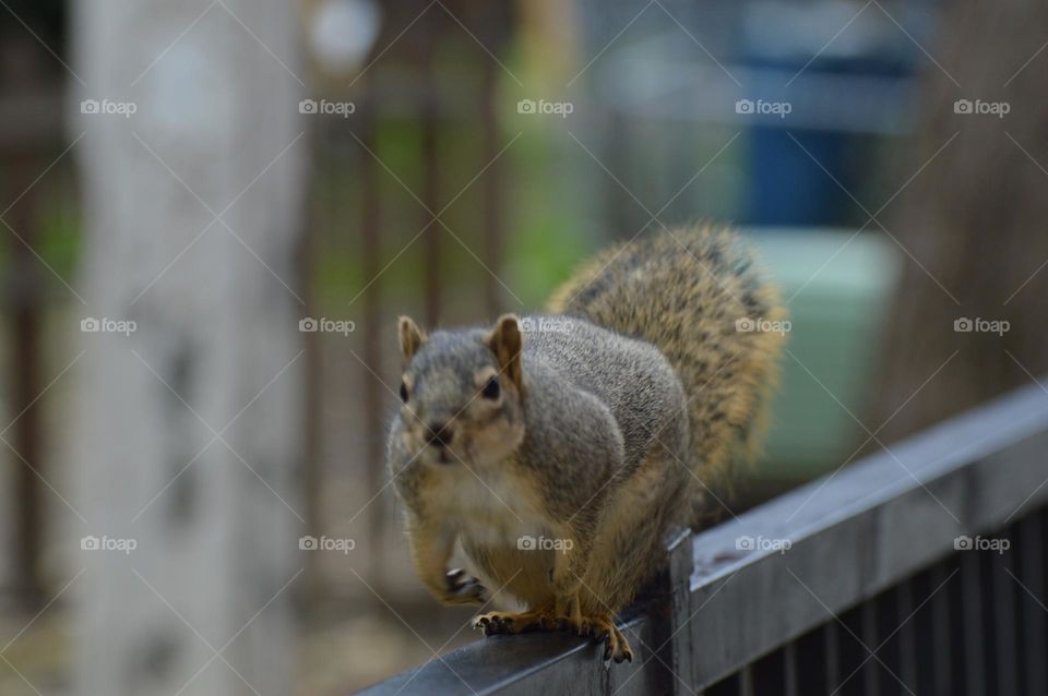 squirrel looking at me