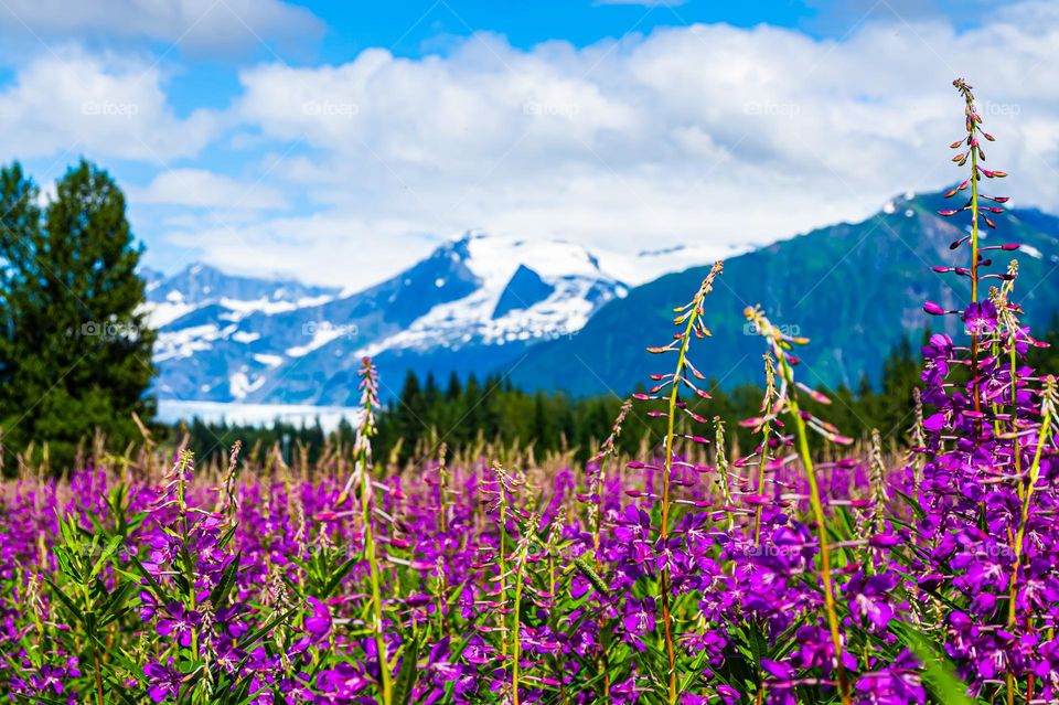 Beautiful Alaskan Mountain and Wildflower Scenery 