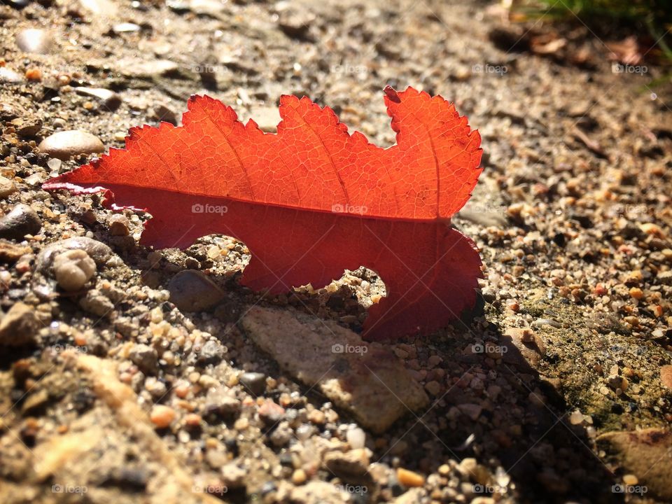 Fallen leaf