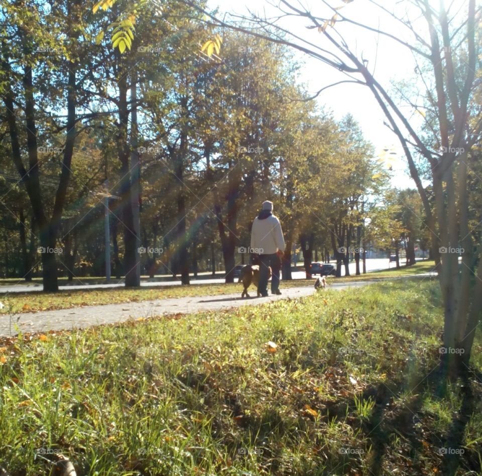 Tree, Fall, Park, Landscape, Road