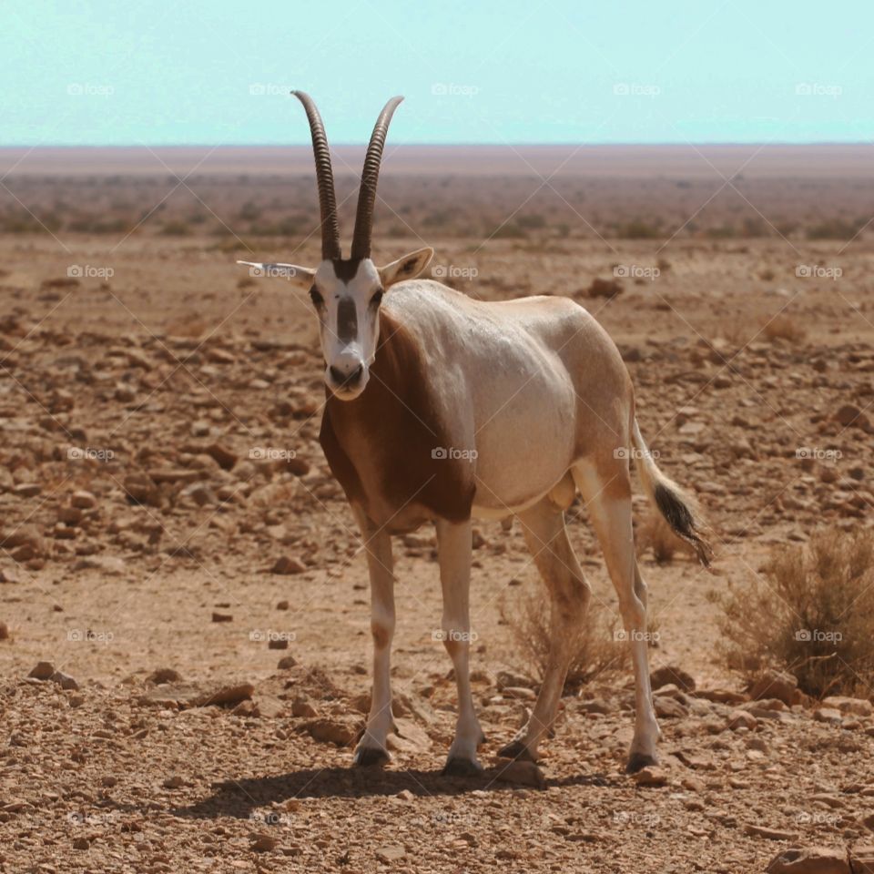 Oryx - National Park
