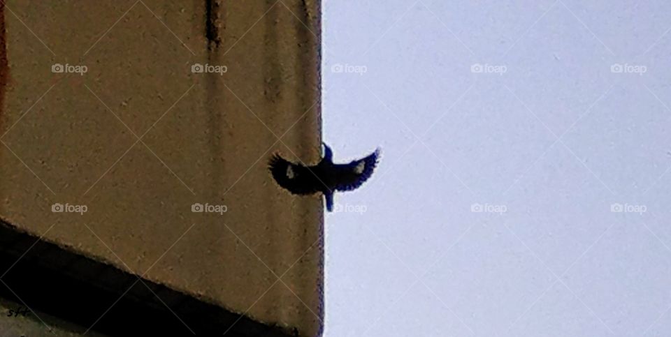 A bird was flying up, it's feathers are beautiful, the colors of the sky and the wall are simple well matched.