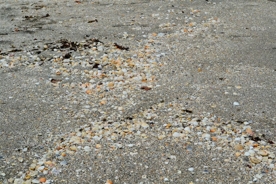 seashells on beach. Shell covered beach