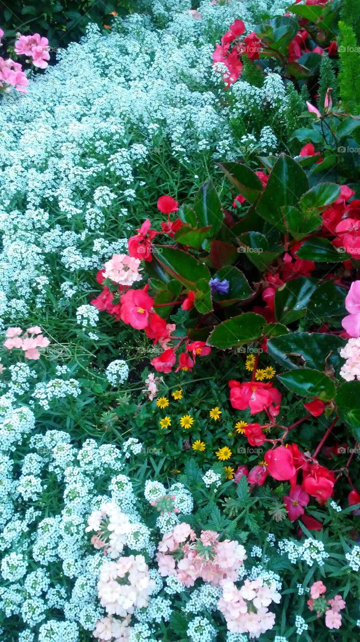 Flower, Flora, Garden, Nature, Leaf