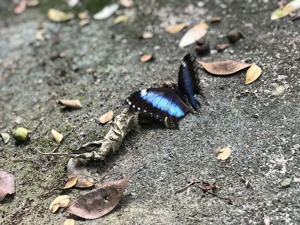 One of my favorite pictures of butterflies that I ever took