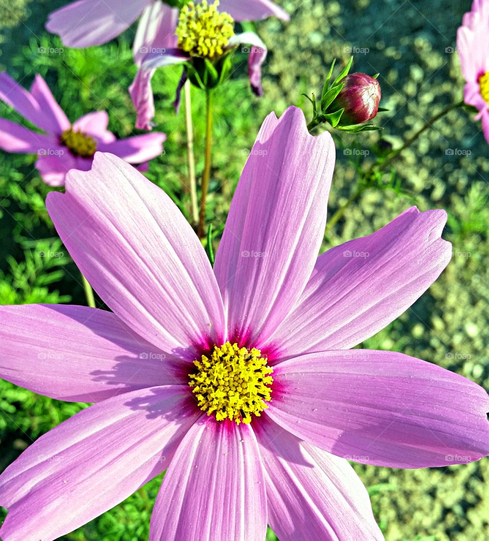 Purple Daisy calling all bees to feast on its pollen!