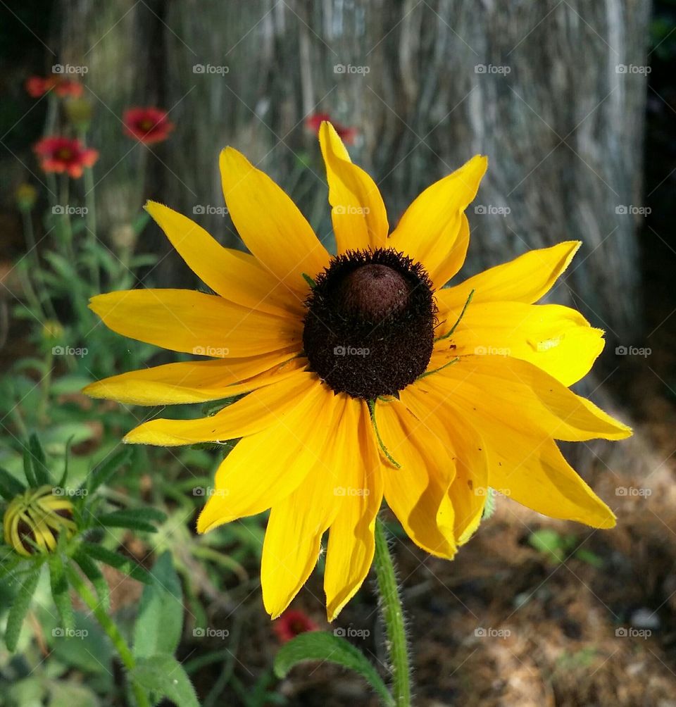 Black-eyed Susan 