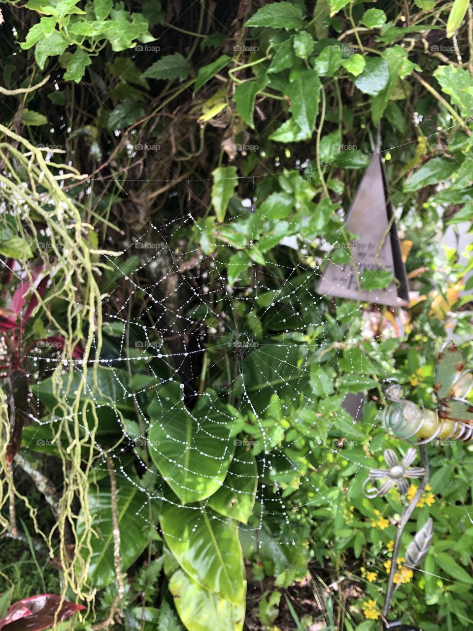 A perfect Spider web