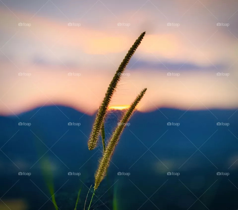 Evening 