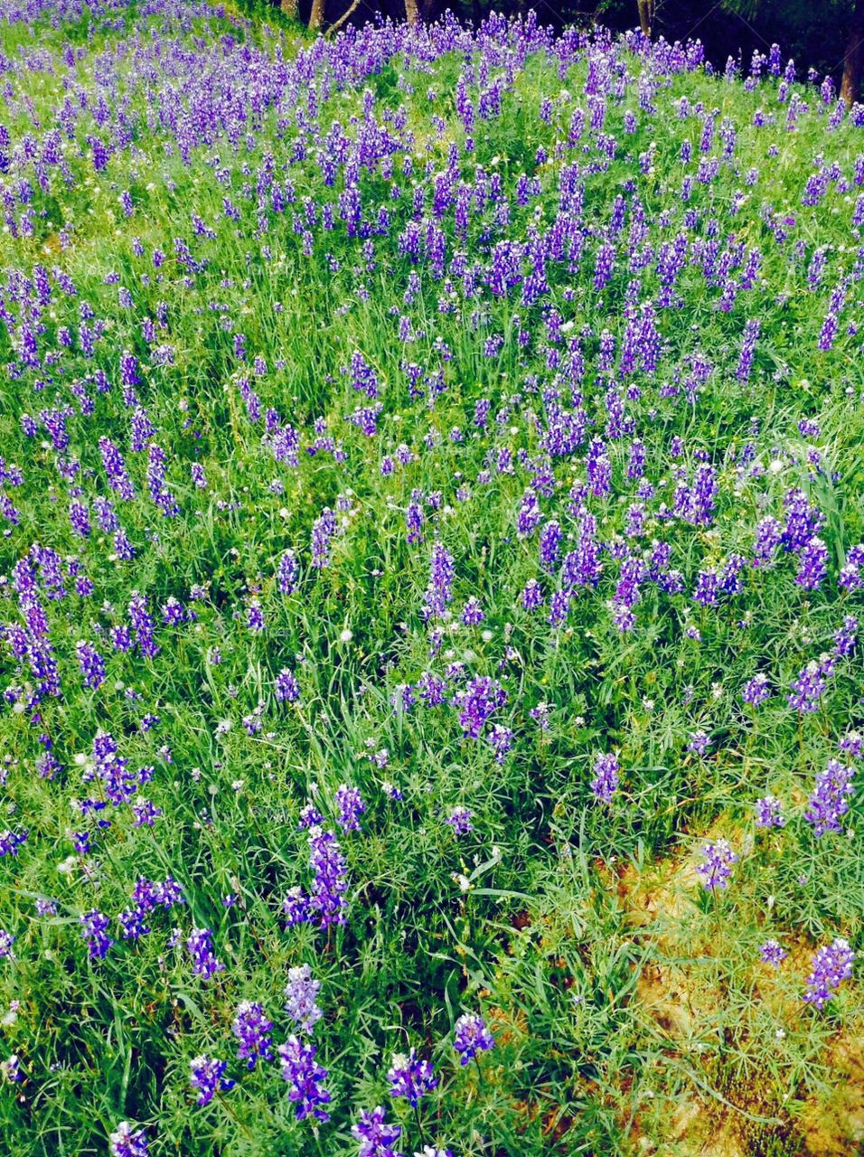 Beautiful wild flowers