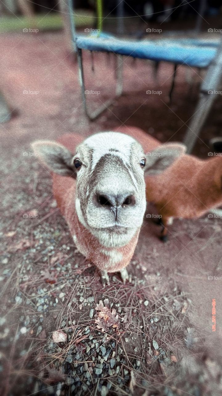 Sheep dog nose 