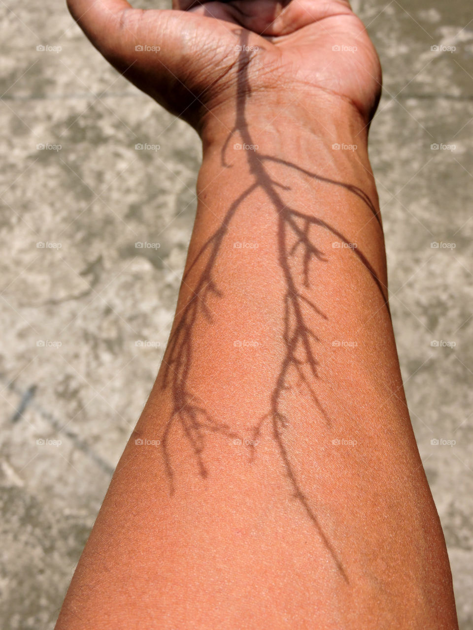 Veins